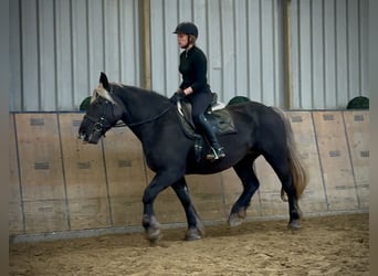 Other Heavy Horses, Mare, 6 years, 15 hh, Chestnut
