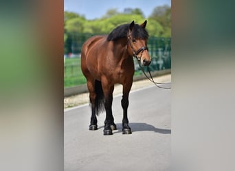 Other Heavy Horses, Mare, 6 years, 15,3 hh, Brown