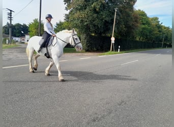 Other Heavy Horses, Mare, 6 years, 15,3 hh, Grey