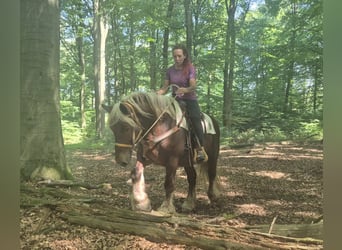 Other Heavy Horses, Mare, 6 years, 16 hh, Chestnut