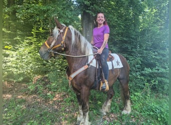 Other Heavy Horses, Mare, 6 years, 16 hh, Chestnut