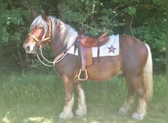 Other Heavy Horses, Mare, 6 years, 16 hh, Chestnut