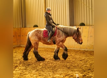 Other Heavy Horses, Mare, 7 years, 15.2 hh, Gray-Red-Tan
