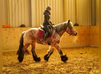 Other Heavy Horses, Mare, 7 years, 15.2 hh, Gray-Red-Tan