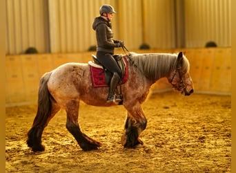 Other Heavy Horses, Mare, 7 years, 15.2 hh, Gray-Red-Tan