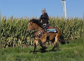 Other Heavy Horses, Mare, 7 years, 15 hh, Brown