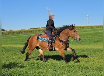 Other Heavy Horses, Mare, 7 years, 15 hh, Brown