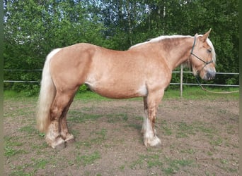 Other Heavy Horses, Mare, 7 years, 16 hh, Chestnut-Red