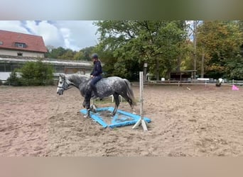 Other Heavy Horses, Mare, 8 years, 15.2 hh, Grey-Dark-Tan