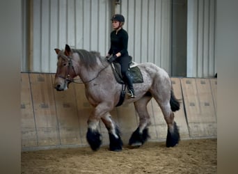 Other Heavy Horses, Mare, 8 years, 16.2 hh, Grey-Red-Tan