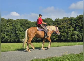 Other Heavy Horses, Mare, 8 years, 16 hh, Chestnut-Red