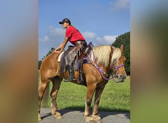 Other Heavy Horses, Mare, 8 years, 16 hh, Chestnut-Red