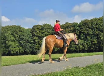Other Heavy Horses, Mare, 8 years, 16 hh, Chestnut-Red