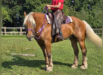 Other Heavy Horses, Mare, 8 years, 16 hh, Chestnut-Red