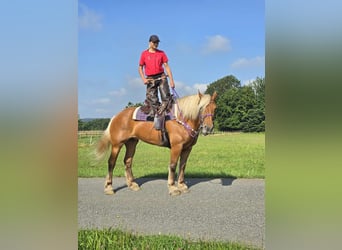 Other Heavy Horses, Mare, 8 years, 16 hh, Chestnut-Red