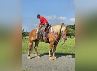 Other Heavy Horses, Mare, 8 years, 16 hh, Chestnut-Red