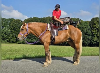 Other Heavy Horses, Mare, 8 years, 16 hh, Chestnut-Red