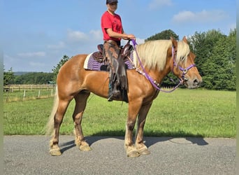 Other Heavy Horses, Mare, 8 years, 16 hh, Chestnut-Red