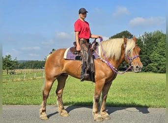 Other Heavy Horses, Mare, 8 years, 16 hh, Chestnut-Red