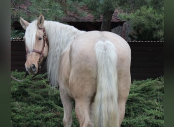 Other Heavy Horses, Mare, 8 years, 16 hh, Palomino