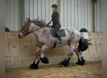 Other Heavy Horses, Mare, 8 years, 16,2 hh, Grey-Red-Tan