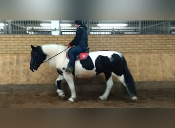 Other Heavy Horses, Mare, 9 years, 15,3 hh, Pinto