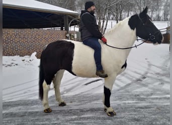 Other Heavy Horses, Mare, 9 years, 15,3 hh, Pinto