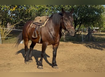 Other Heavy Horses, Mare, 9 years, 16.2 hh, Bay-Dark