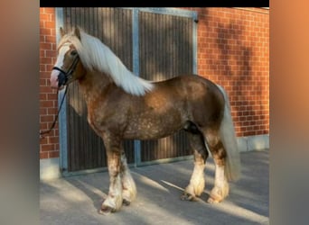 Other Heavy Horses Mix, Mare, Foal (05/2023), 16 hh, Brown Falb mold