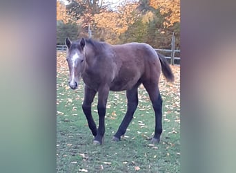 Other Heavy Horses Mix, Mare, Foal (05/2023), 16 hh, Brown Falb mold