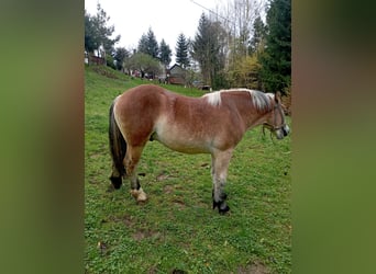 Other Heavy Horses, Stallion, 1 year, Bay