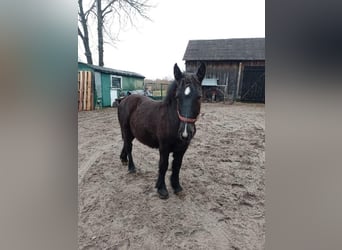 Other Heavy Horses, Stallion, 1 year, Black