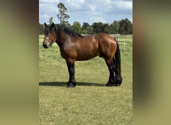 Other Heavy Horses, Stallion, 3 years, 15,1 hh, Brown