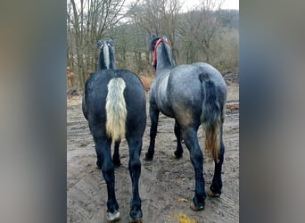 Other Heavy Horses, Stallion, 3 years, 16.3 hh, Gray
