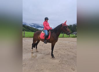 Other Thoroughbred Breeds, Gelding, 10 years, 16,2 hh, Brown