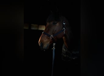 Other Thoroughbred Breeds, Gelding, 10 years, 16,3 hh, Brown