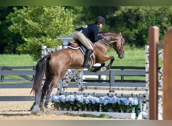 Other Thoroughbred Breeds, Gelding, 10 years, 16 hh, Bay