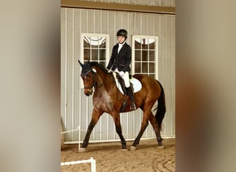 Other Thoroughbred Breeds, Gelding, 10 years, 16 hh, Bay