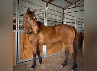 Other Thoroughbred Breeds, Gelding, 10 years, 16 hh, Bay
