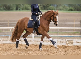 Other Thoroughbred Breeds, Gelding, 10 years, 16 hh, Chestnut-Red