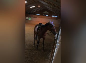 Other Thoroughbred Breeds, Gelding, 10 years, 16,3 hh, Brown