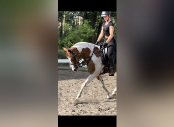 Other Thoroughbred Breeds Mix, Gelding, 11 years, 14,2 hh, Pinto