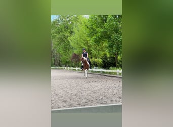 Other Thoroughbred Breeds Mix, Gelding, 11 years, 14,2 hh, Pinto