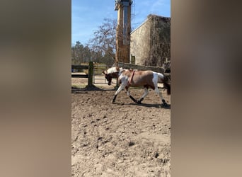 Other Thoroughbred Breeds Mix, Gelding, 11 years, 14,2 hh, Pinto