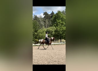 Weitere Vollblüter Mix, Wallach, 11 Jahre, 14,2 hh, Schecke