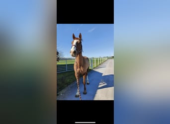Other Thoroughbred Breeds, Gelding, 11 years, 16.2 hh, Chestnut-Red