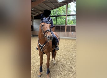 Other Thoroughbred Breeds, Gelding, 11 years, 16 hh, Chestnut-Red