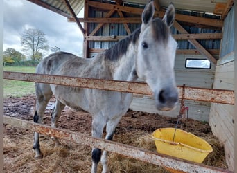 Other Thoroughbred Breeds, Gelding, 11 years, 16,1 hh