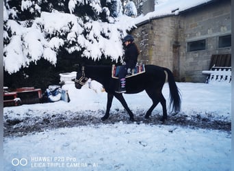 Other Thoroughbred Breeds, Gelding, 12 years, 15.2 hh, Black