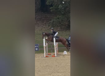 Other Thoroughbred Breeds, Gelding, 12 years, 16.1 hh, Brown